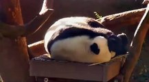 2013-12-30 Yun Zi, Soaking up the California Sunshine