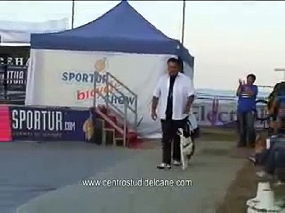 Obedience Emozionale Luca & Estrid Centro Studi del Cane -