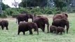 Baby elephants playing, very cute funny African Safari Tsavo East Kenya