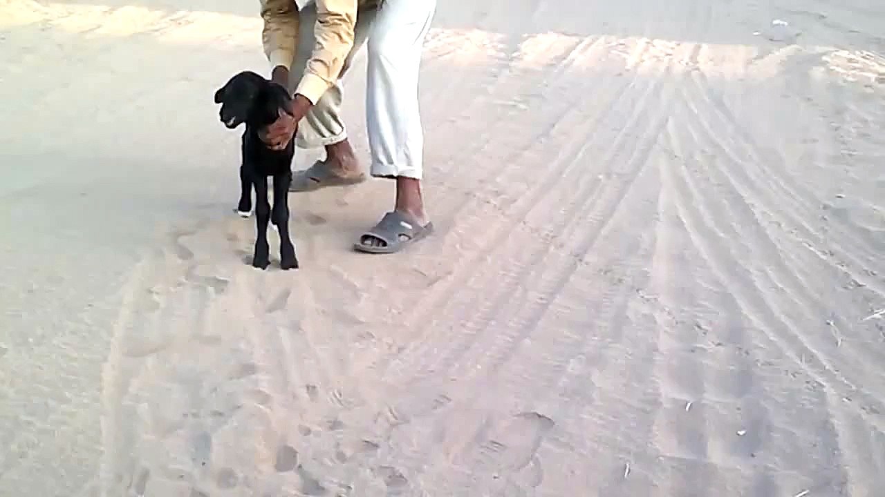 تهجين الضان الحري بالضان العرب
