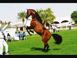 Only Arabian Horses