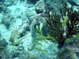 Providencia - Corales y peces tropicales