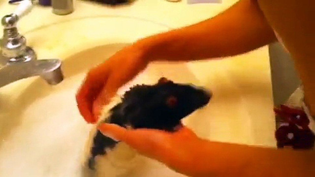 Rat Bath