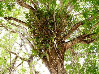 kohunlich  Quintana Roo