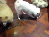 Japanese Spitz pup fights food bowl.AVI
