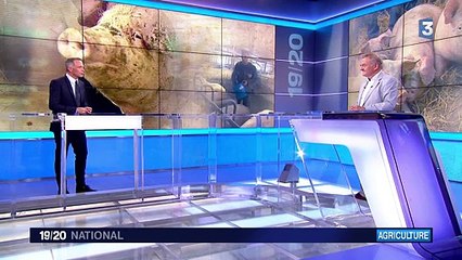 Viande de porc : pourquoi est-elle moins coûteuse en Allemagne ?