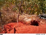 Bilbies Burrows with joeys at James Price Point, August 2011.wmv