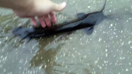 Des poissons dans une rue de Floride ! Comment est-ce possible ?