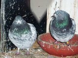 Bobs Pure Pakistani Pigeons