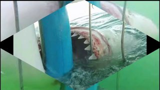 Shark Attacks 2015 Shark Attacks caught on camera!!!