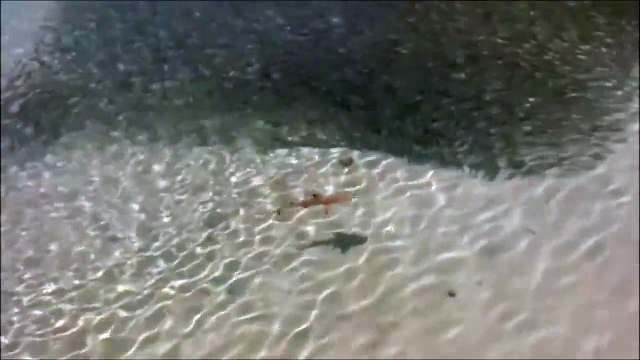 Un banc de poissons se fait attaquer, regardez leur réaction totalement dingue !