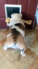Bulldog trying to get her extra large bone through the doggy door