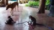 Monkey vs Puppy; Shuto the monkey meets a puppy