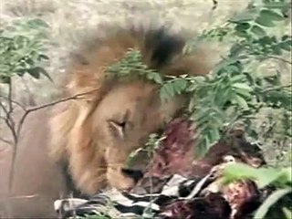 Mapogo Male Lion & Tsalala Females #2