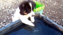 VILLE PUPPIES