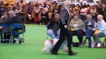 Snoopy the Polish Lowland Sheepdog at Crufts 2008