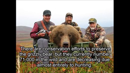 The Cries of Endangered Animals