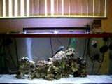 55 gallon Saltwater Aquarium update 2