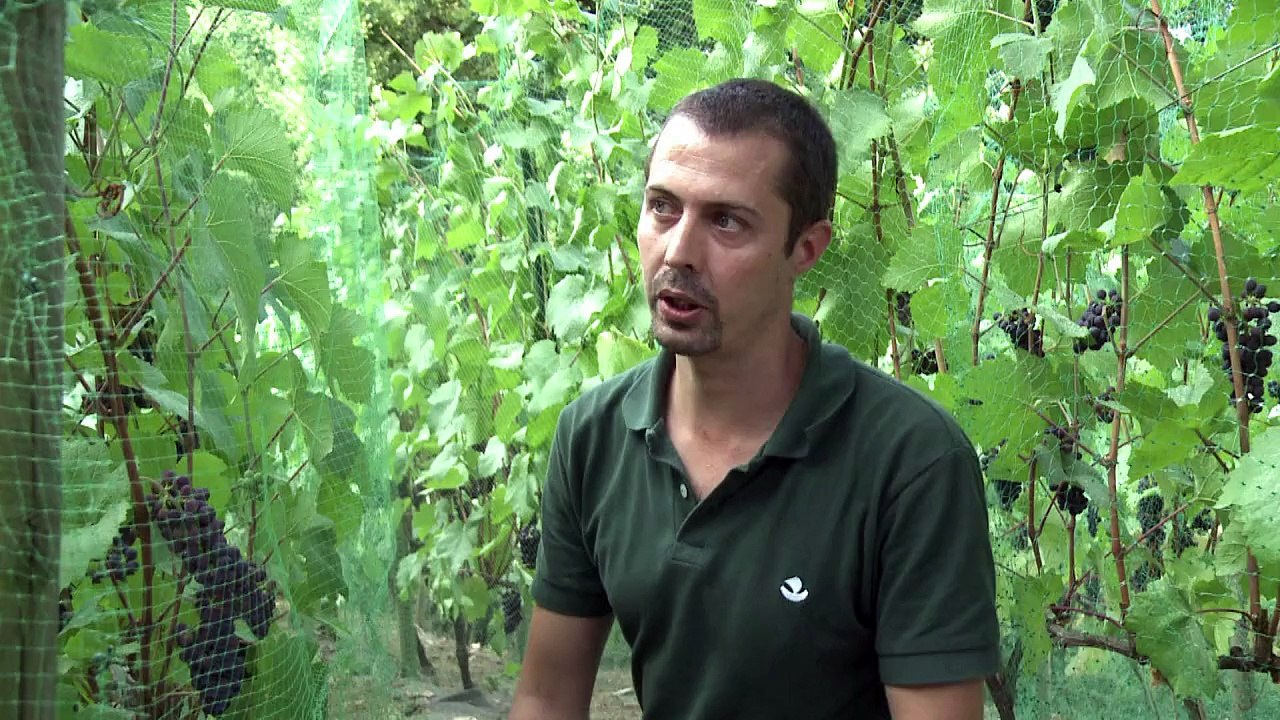 Small-time vineyards put Paris on wine map