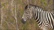 June 2 WildEarth Safari AM drive: Zebra, Steenbok