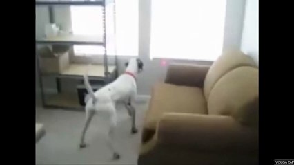 Un pointeur laser fixé sur le collier d'un chien