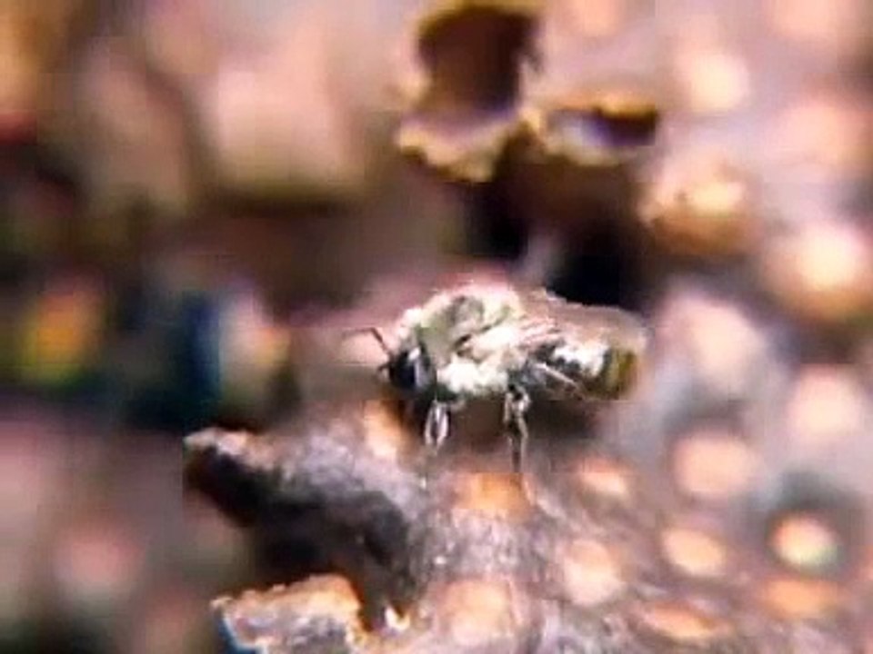 Meliponicultura 3