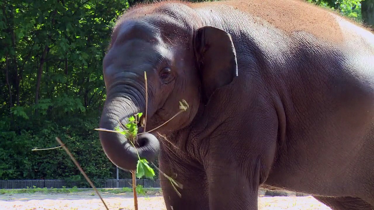 Berlin Zoo's elephants shower to escape scorchi...