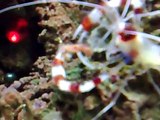 Shrimp fighting bristle worm