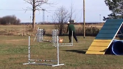 Kim & Daphne (Norfolk Terrier) Agility Match, November 7, 2010