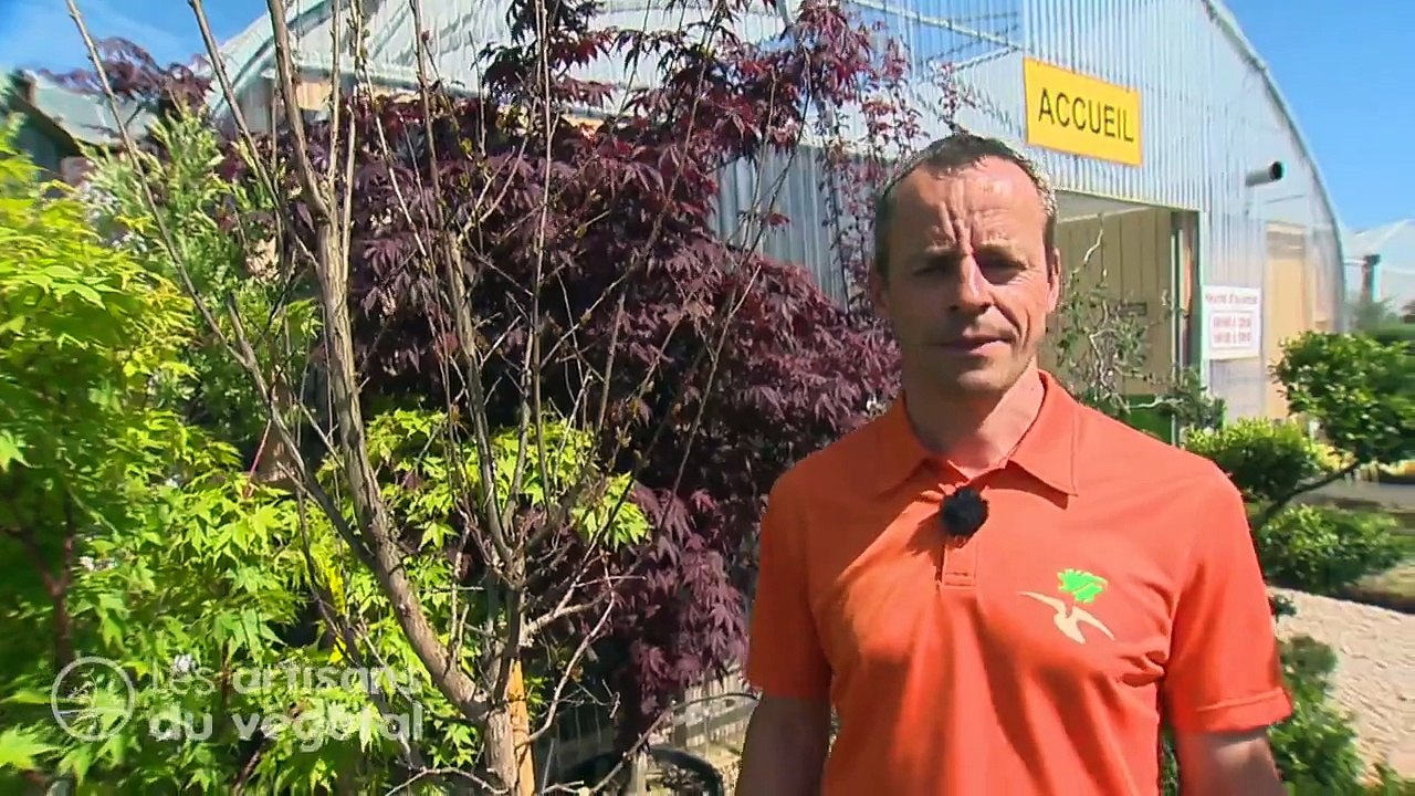 Comment tailler vos lagerstroemias ou lilas des indes ?