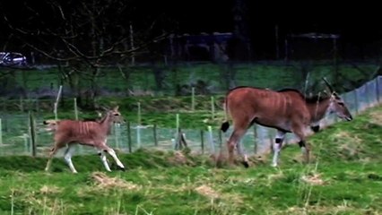 CINEPHONE 2015 : WE WERE LIKE THOSE WHO DREAMED