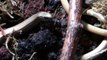 Slow worms (Anguis fragilis) feeding II