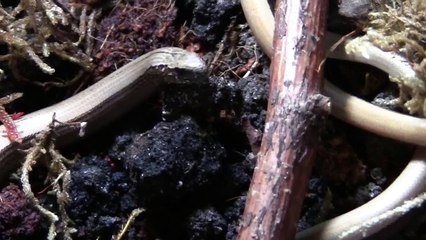 Slow worms (Anguis fragilis) feeding II