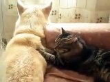 [Cats and Dogs] Funny couple of dogs and cats each other back rubs