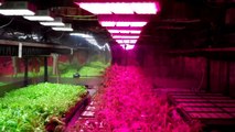 NASA conducts tests with Apache Tech LED grow lights