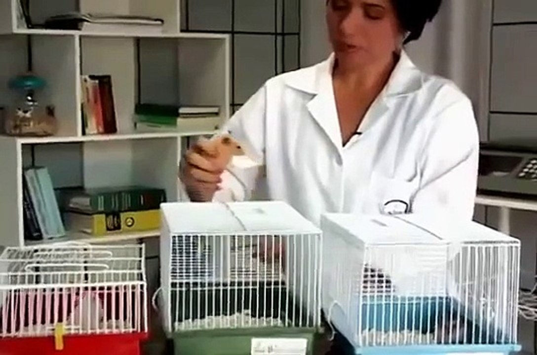 HAMSTERS, HAMSTERS, HAMSTER SÍRIO, HAMSTER CHINES