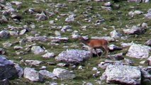 Fauna...nel Parco Nazionale dello Stelvio