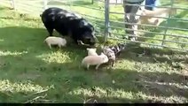 Mother Pig Knocks One Of Her Piglets