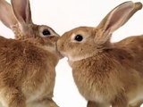 Telus Rabbit Commericial - Bunny Love