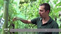 La Butte Bergeyre, un vignoble en plein Paris