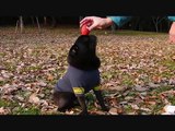 Pug Dog tricks　チョコの犬芸トリック集★黒パグPug犬チョコ