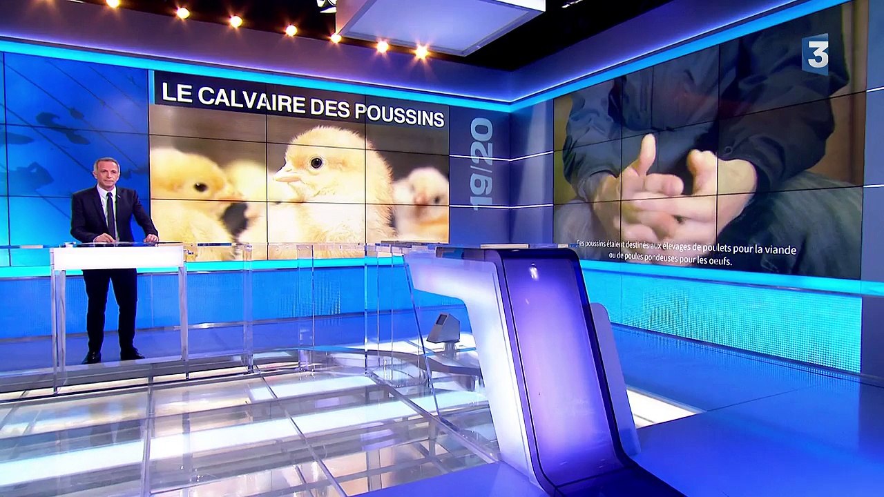 Broyage de poussins : 36 parlementaires interpellent le ministre de l'Agriculture