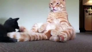 Funny animals - funny videos: funny cats and dogs - funny fails - Part 37