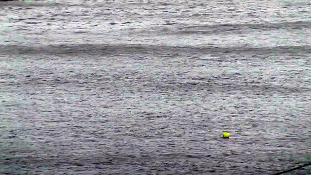 Dolphins In Aberporth, Wales. HD
