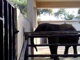حديقة الحيوان في الكويت فيل هائج     by manasfi    zoo