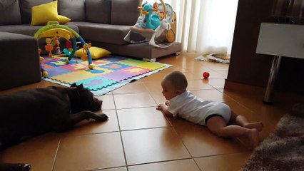 Baby practices to crawl around family's Pit Bull