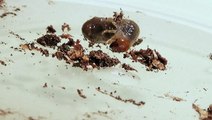 Xylotrupes socrates L1 larvae