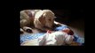 Dogs and cats protecting babies - Cute animal compilation