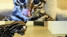 The bittersweet moment a zoo's ocelot kitten Santos plays with her best dog friend Blakely