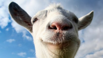 Goat Simulator - PS4 Launch Trailer